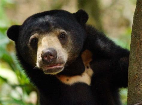 Malayan Sun bear: bile trade threatens the World’s smallest bear