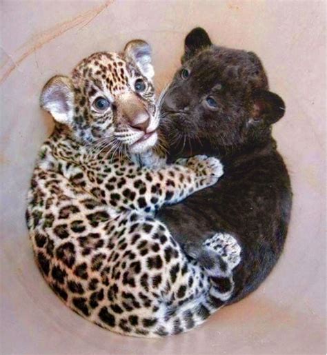 Adorable baby jaguars, one spotted one black, curled up together. | Cute animals, Cute baby ...