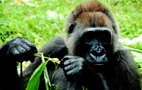 Rarest Gorilla Gets Habitat Hope from Above | Live Science