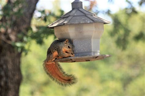 Squirrel On Bird Feeder Free Stock Photo - Public Domain Pictures