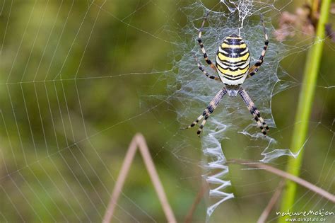 Wespenspinne, Argiope bruenechii, Araneidae, Tier im Netz, Stabiliment ...