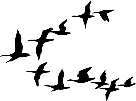 Image vectorielle gratuite: Silhouette, Oiseaux, Black, Battant - Image gratuite sur Pixabay - 36087