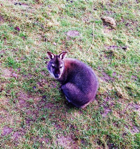 Wallaby 🐾 Wallaby, Kangaroo, Baby Bjorn