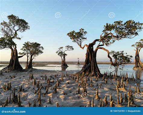 Beautiful Mangrove Trees At Beach Royalty-Free Stock Photography | CartoonDealer.com #184753781