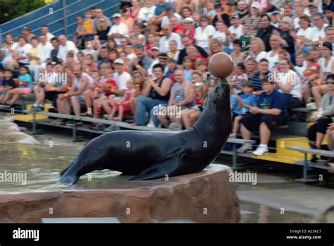 Sea lion ball clapping hi-res stock photography and images - Alamy