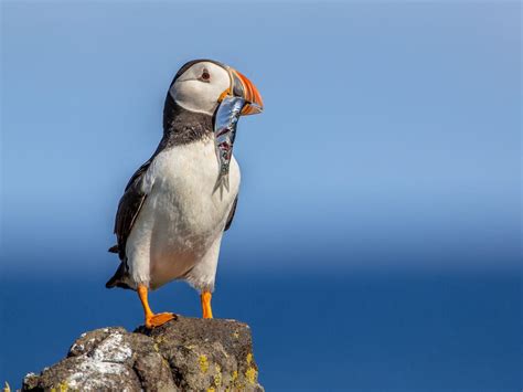 What Do Puffins Eat? | Birdfact