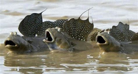 Mudskippers are amphibious fish that walk on land - Strange Sounds