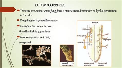 mycorrhiza types, distribution and significance. | PPT