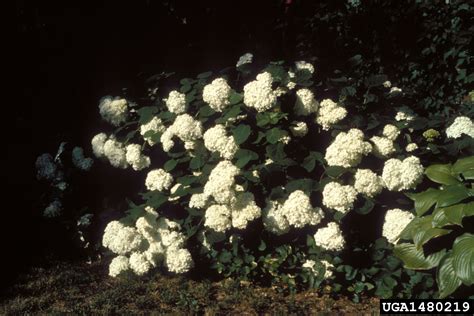 wild hydrangea (Hydrangea arborescens)