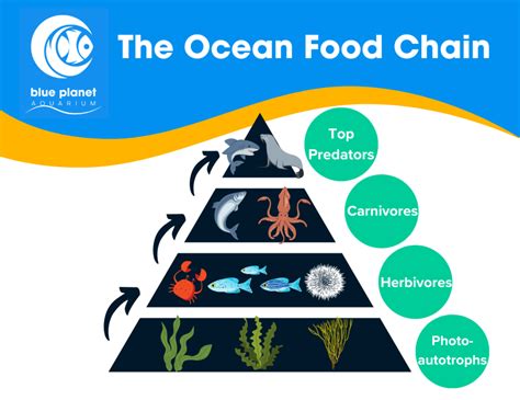 The Ocean Food Chain: Explained - Blue Planet Aquarium