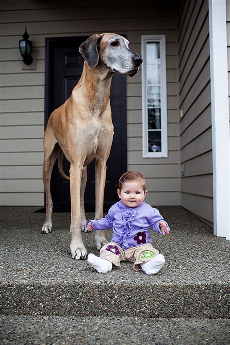 These 22 Little Kids Take Very Beautiful Pictures With Their Big Dogs