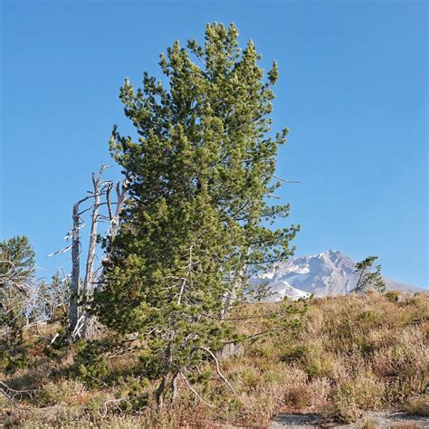 Pinus albicaulis (White-bark Pine) – 10,000 Things of the Pacific Northwest