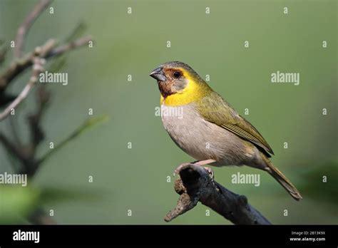 cuban grassquit (Tiaris canora), female sits on a branch, Cuba, Las Terrazas Stock Photo - Alamy