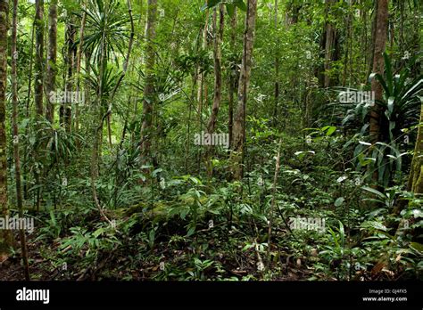 Tropical Rainforest Madagascar Stock Photo - Alamy