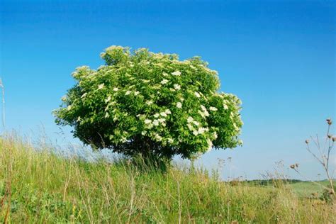 Elder Trees | LoveToKnow