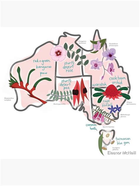 "Australia State Flowers Map" Photographic Print for Sale by Eleanor ...