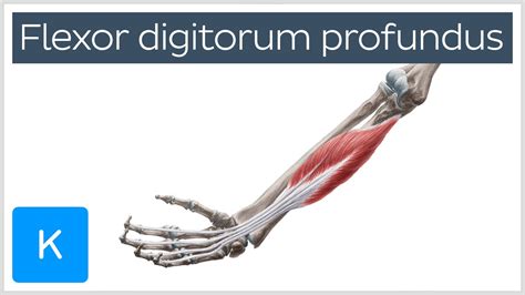 Flexor digitorum profundus muscle - Origin, Insertion, Innervation ...