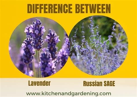 Lavender Vs Russian Sage