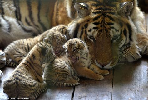 Chinese zoo debut rare tiger cubs with beautiful images | Daily Mail Online