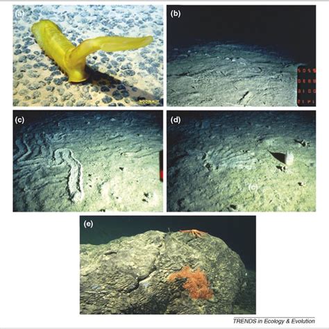 (PDF) Abyssal food limitation, ecosystem structure and climate change