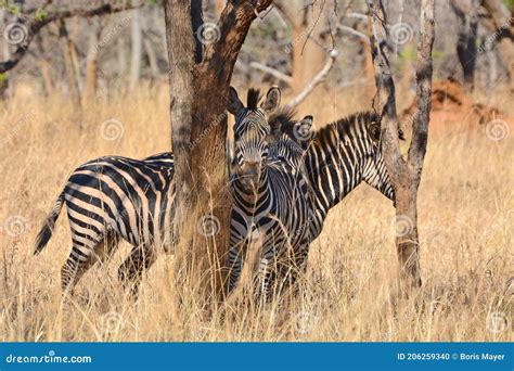 Zebras at the Conservation Park of Lilayi Lodge in Zambia Stock Photo ...