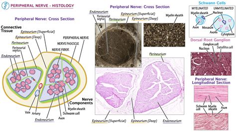 Histology: Peripheral Nerve Histology | Draw It to Know It