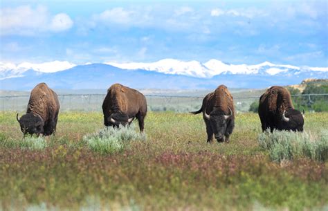 Wind River Reservation welcomes bison in historic exchange between tribes • Earth.com