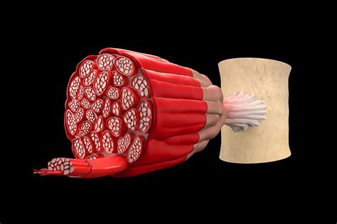 Hipertrofia muscular – ¿Qué es y cómo se logra?