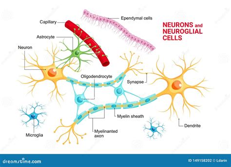 Neuroglia Ilustrações, Vetores E Clipart De Stock – (14 Stock Illustrations)