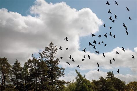 Flock of Birds Called Flight Flocks. Stock Photo - Image of gliding, wings: 247745792