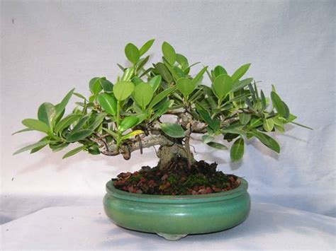 DaSu Bonsai Studios : Shohin Green Island Ficus UGCF