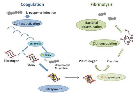 Figure 2 from The role of coagulation/fibrinolysis during Streptococcus pyogenes infection ...