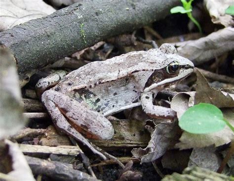 Cryobiology: Frozen Wood Frogs and Adaptations for Survival - Owlcation