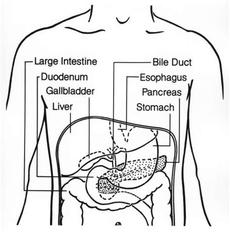 Top 5 Common Gastrointestinal Disorders - Gastroenterology Information ...