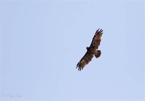 Greater Spotted Eagle - Sam Veasna Conservation Tours