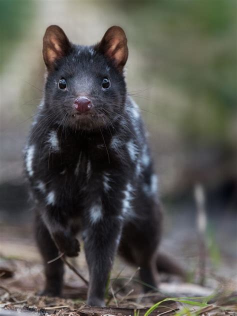 Film maker Simon Plowright to spend year living with eastern quoll population in Tasmania | The ...