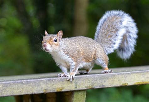 I’ve rescued a Grey squirrel. Can I release it back into the wild? | Wildlife Online