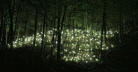 Enchanted Forest At Night, Magical Night Forest HD wallpaper | Pxfuel