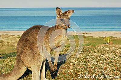 Red Kangaroo-Australia Stock Photo | CartoonDealer.com #2755265