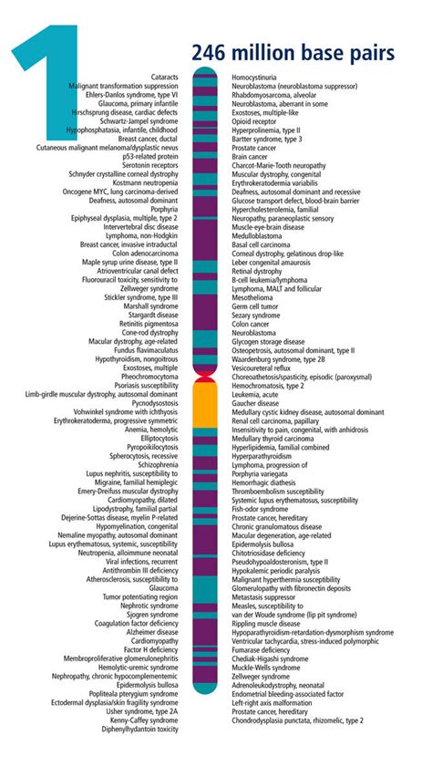 Chromosome 1 | Human Genome Project