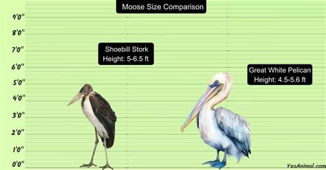 Shoebill Stork Size: Revealing Towering Heights & Contrasting ...