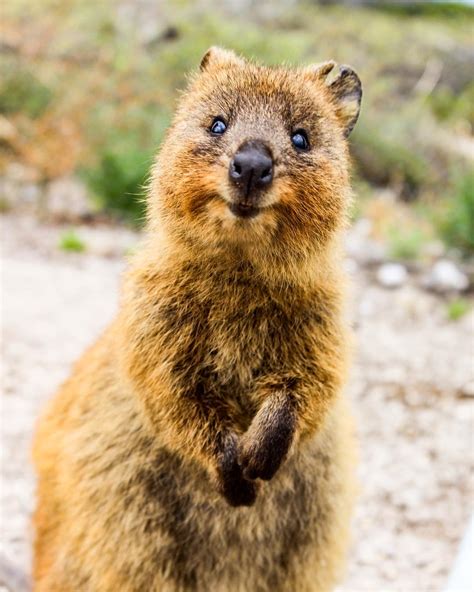 Quokka Smiling : Quokkas Are The Happiest Animals In The World | Bored Panda : On rottnest ...