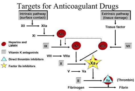 Anticoagulation - Basic Science - Orthobullets