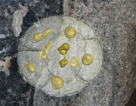 Precambrian fossils, once thought to be embryos, reinterpreted as… something else | Ars Technica