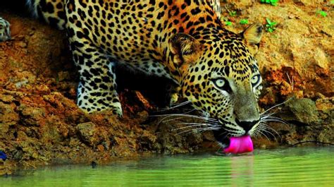 Wilpattu National Park Sri Lanka | Sri Lanka Wildlife Tour Packages