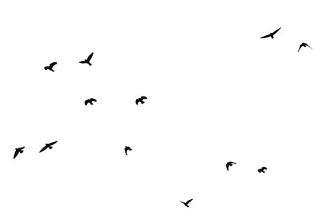 Free Bird Silhouette, Download Free Bird Silhouette png images, Free ClipArts on Clipart Library