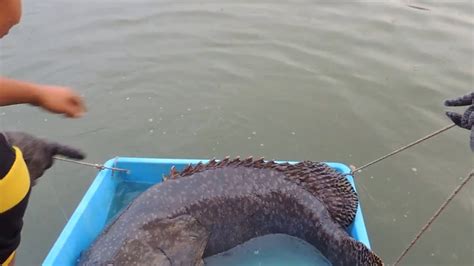 Giant Grouper - Fishing in Selangor, Malaysia - YouTube