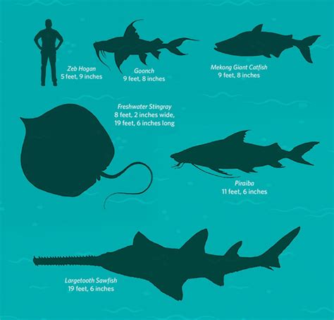 The Greatest Giant-Sized Fish Stories - Carnegie Magazine