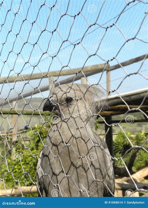 Grey Go-Away bird 2 stock photo. Image of captivity, lourie - 41068614