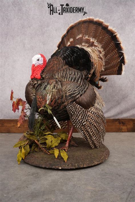 Merriam Turkey Taxidermy Mount SKU 2774 - All Taxidermy